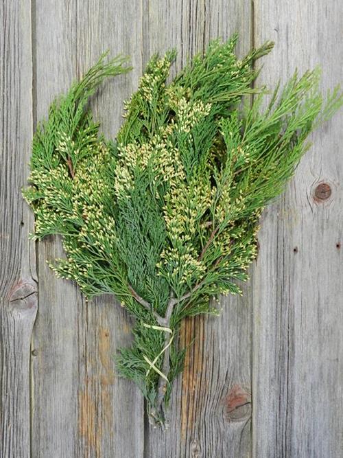 INCENSE CEDAR 25# CASE CHRISTMAS GREENS